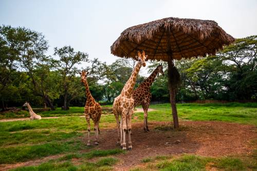 Auto Safari Chapín, Escuintla