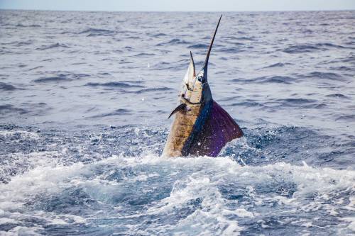 Torneo Internacional de Pesca Guatemala, Costas del Pacífico
