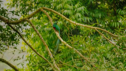 El Biotopo del Quetzal