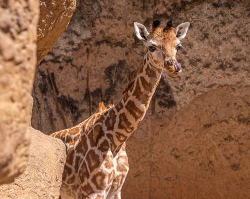 Zoológico La Aurora, Ciudad de Guatemala
